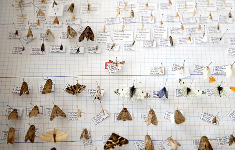 İlk kez Diyarbakırda bulundu: Işık tuzağıyla yakalandı | Keşfedilen bu türe eşinin adını verdi: En büyük destekçimdi, teşekkür etmek istedim