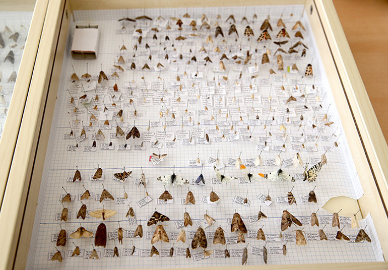 İlk kez Diyarbakırda bulundu: Işık tuzağıyla yakalandı | Keşfedilen bu türe eşinin adını verdi: En büyük destekçimdi, teşekkür etmek istedim