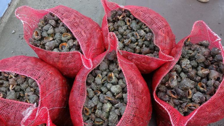 Kızıldenizden yola çıktılar Karadenize kadar geldiler Çok tehlikeli ve rakip tanımıyorlar