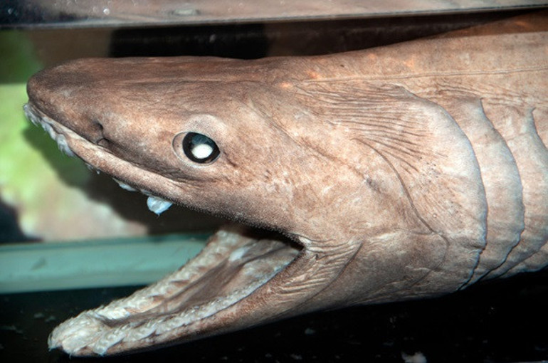  ‘Dünyanın en çirkin hayvanı’ olarak adlandırılıyor… Onu hayatta tutan ilginç bir özelliği var