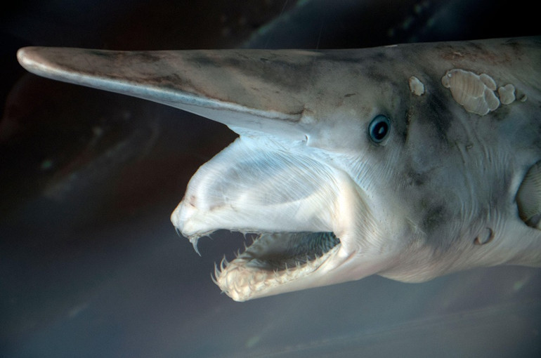  ‘Dünyanın en çirkin hayvanı’ olarak adlandırılıyor… Onu hayatta tutan ilginç bir özelliği var