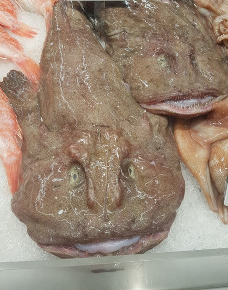  ‘Dünyanın en çirkin hayvanı’ olarak adlandırılıyor… Onu hayatta tutan ilginç bir özelliği var