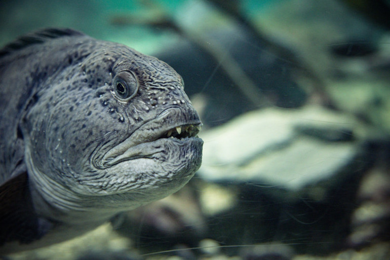  ‘Dünyanın en çirkin hayvanı’ olarak adlandırılıyor… Onu hayatta tutan ilginç bir özelliği var