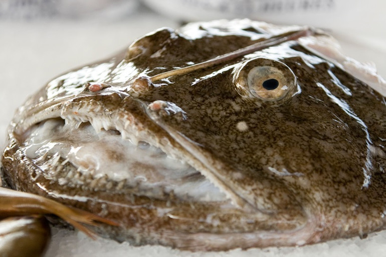  ‘Dünyanın en çirkin hayvanı’ olarak adlandırılıyor… Onu hayatta tutan ilginç bir özelliği var