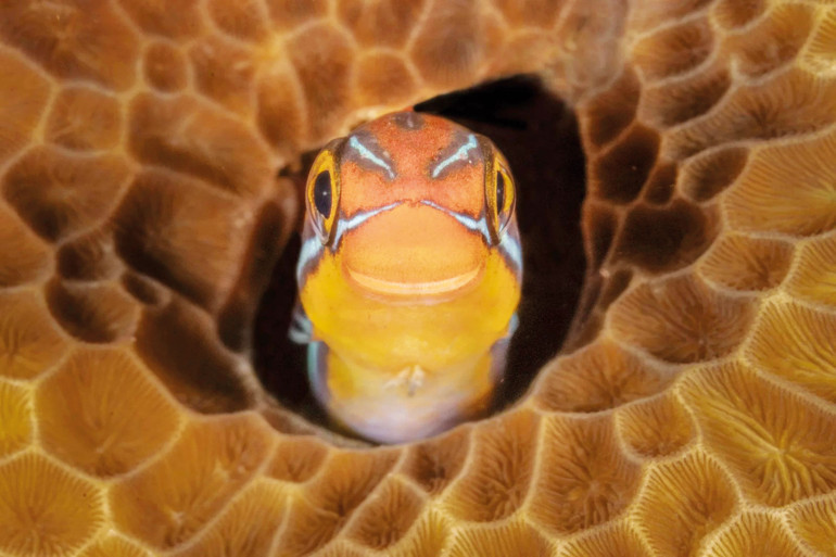 Dans eden goril 1’inci