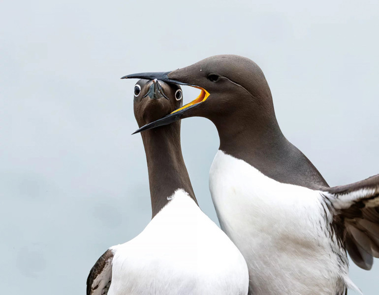 Dans eden goril 1’inci