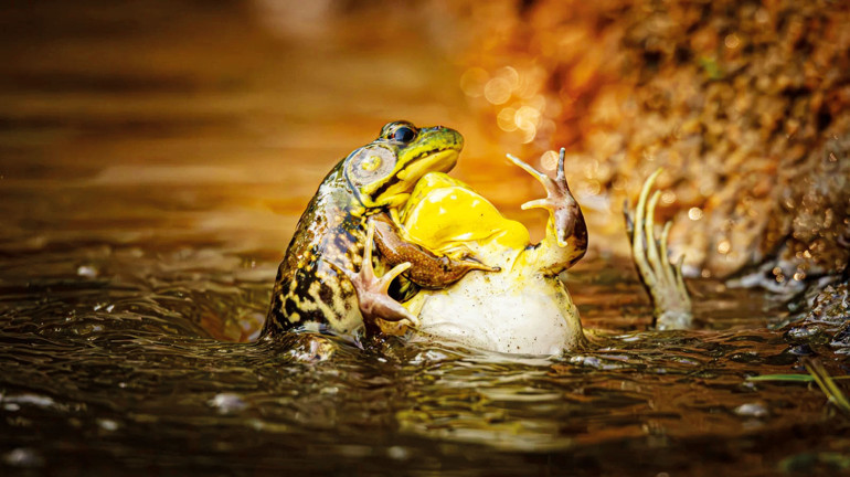 Dans eden goril 1’inci