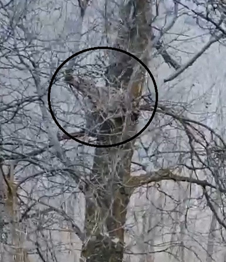 Nesli tükenme tehlikesi altındaki canlı Sivasta ağaçta görüntülendi