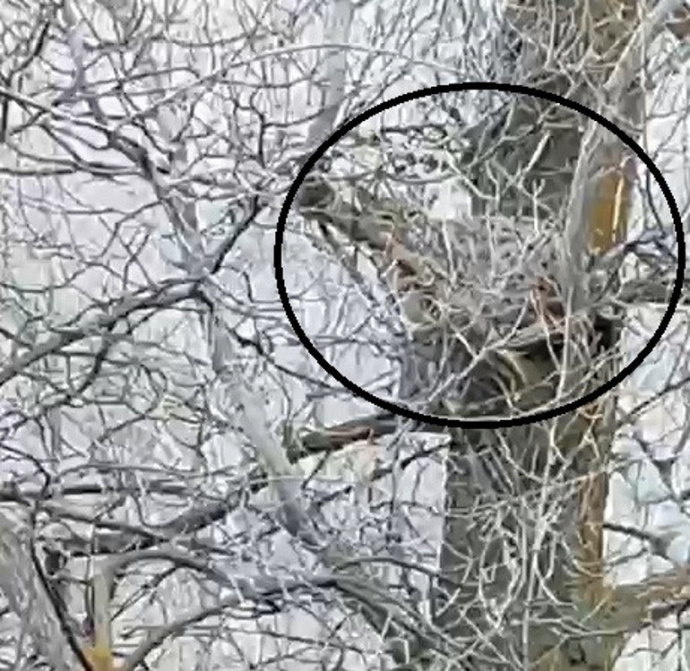 Nesli tükenme tehlikesi altındaki canlı Sivasta ağaçta görüntülendi