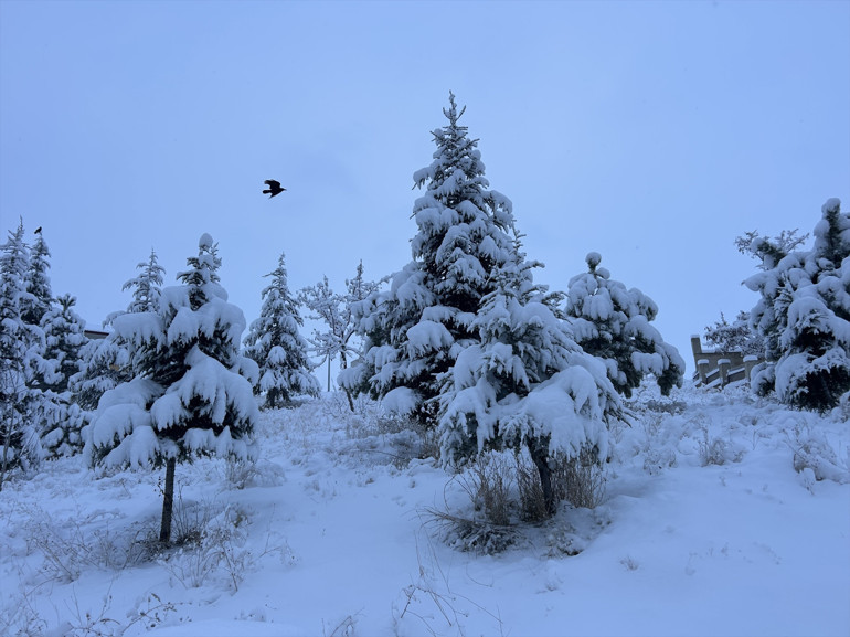 Van'da beyaza bürünen ağaçlar ve araçlar