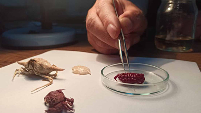 Liomera rugipes türü yengeç