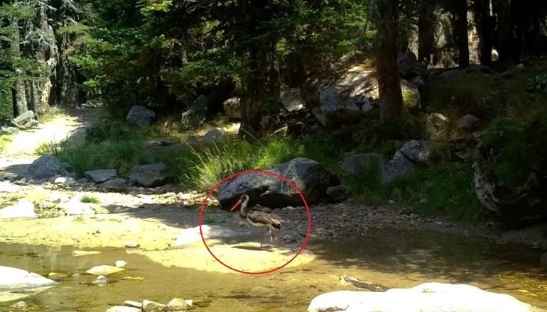  Fotokapanla böyle görüntülendi