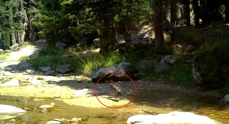  Fotokapanla böyle görüntülendi