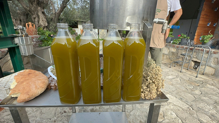 Erken ve olgun hasat zeytinyağları farklı içeriklere sahiptir