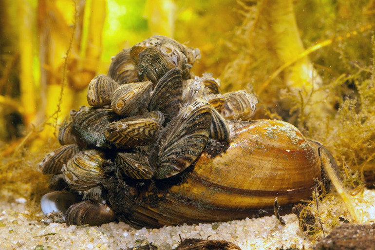 Koca bir yerleşkeyi felç ettiler ‘Bu açık bir istila’ | Türkiyede de hızla yayılıyor, tehlikeleri neler