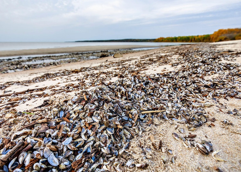 Koca bir yerleşkeyi felç ettiler ‘Bu açık bir istila’ | Türkiyede de hızla yayılıyor, tehlikeleri neler