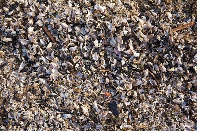 Koca bir yerleşkeyi felç ettiler ‘Bu açık bir istila’ | Türkiyede de hızla yayılıyor, tehlikeleri neler