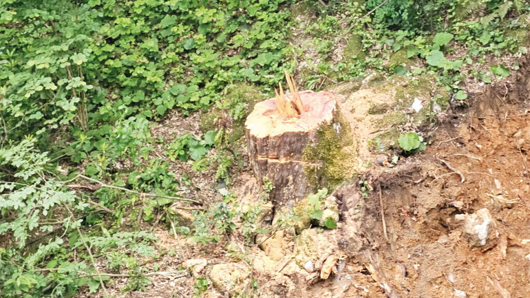 1183 yaşındaki bir ağacın hikâyesi