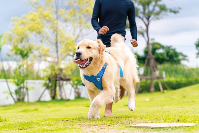 Köpek sahipleri daha sosyal oluyor