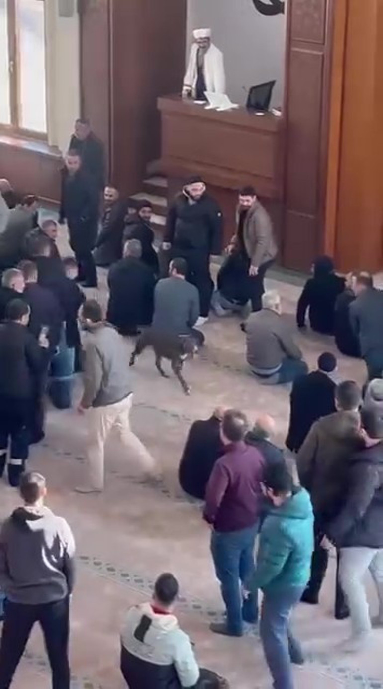 Camiye giren pitbull dışarı çıkarılıyor