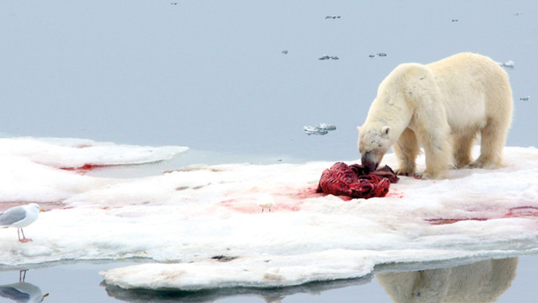 Yunus’un vahşi dünyası
