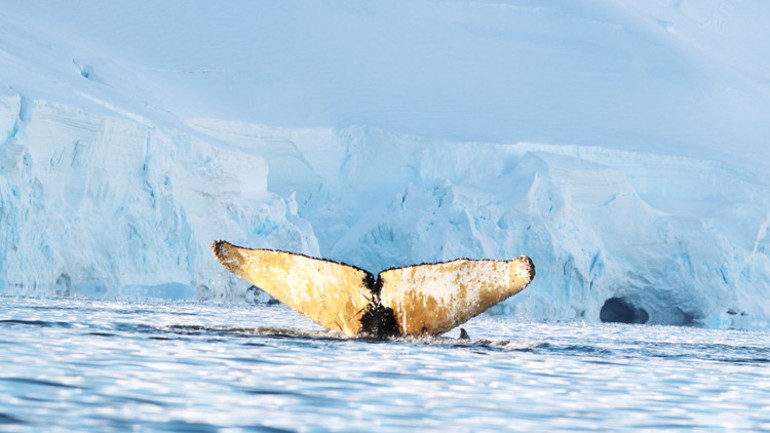 Yunus’un vahşi dünyası