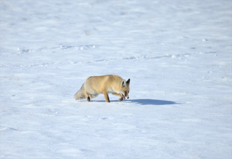Şaşırtıcı bir avlanma becerisi var Karsta karlar üzerinde görüntülendi