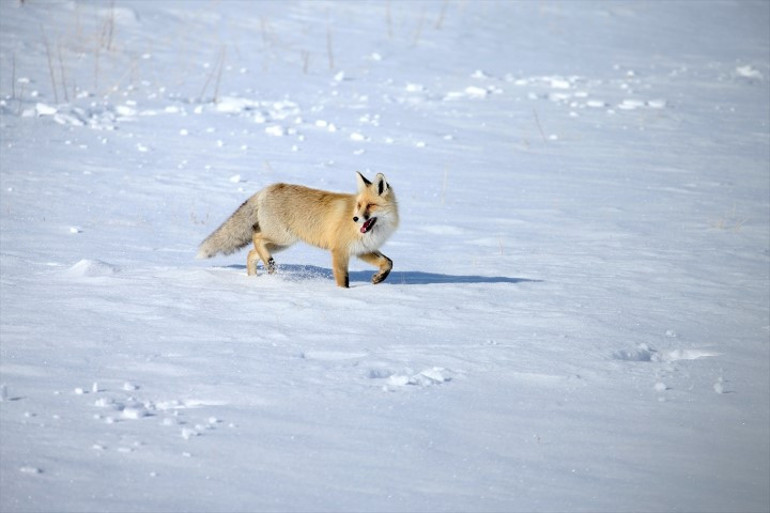 Şaşırtıcı bir avlanma becerisi var Karsta karlar üzerinde görüntülendi