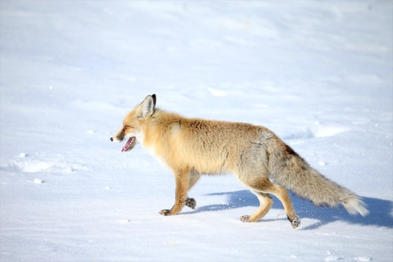 Şaşırtıcı bir avlanma becerisi var Karsta karlar üzerinde görüntülendi