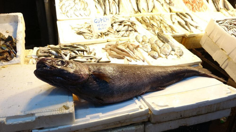  1.5 metre boyunda, 25 kilogram ağırlığında Özel bir balık olduğu için satışa çıkarmıyoruz