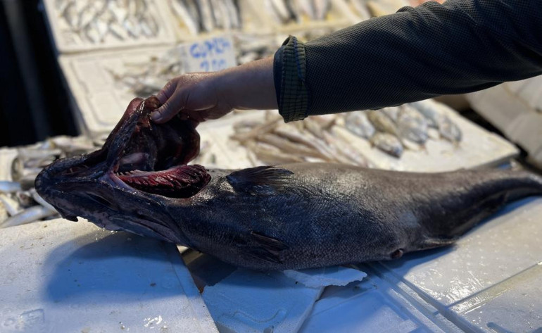  1.5 metre boyunda, 25 kilogram ağırlığında Özel bir balık olduğu için satışa çıkarmıyoruz