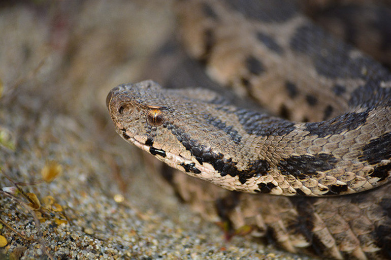  1 metreye kadar büyüyebiliyor Gece ve sabaha karşı aktif