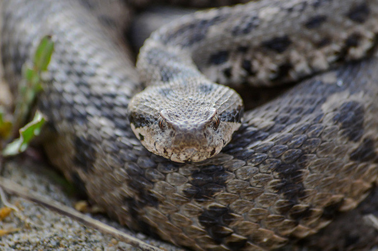 1 metreye kadar büyüyebiliyor Gece ve sabaha karşı aktif