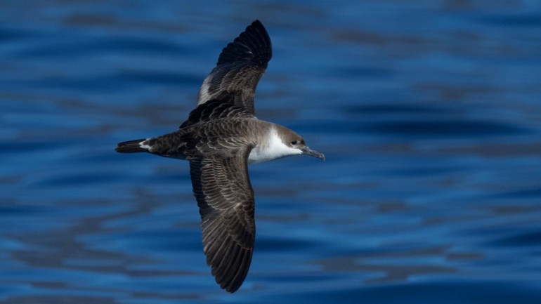  Okyanuslarda yaşayan çok nadir bir tür