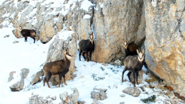 Munzur Dağlarının zirvesinde şamualar görüntülendi
