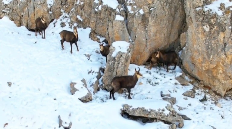 Munzur Dağlarının zirvesinde şamualar görüntülendi