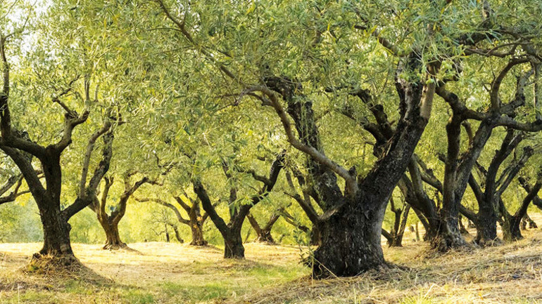 THY zeytinyağı ve peynirin peşinde