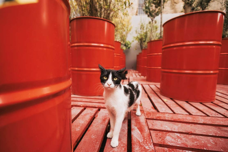 Üç ayaklı kedi çabuk yoruldu