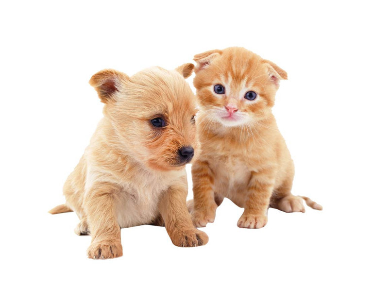 Kedi mi köpek mi… Hangisi daha çok seviliyor