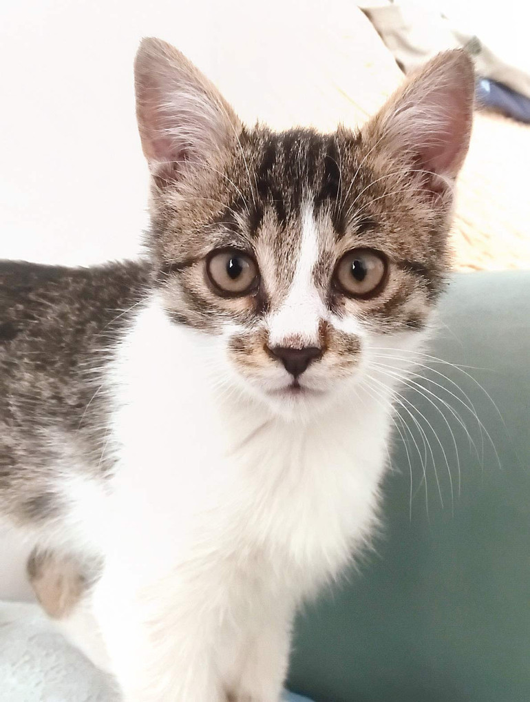 Kedi mi köpek mi… Hangisi daha çok seviliyor