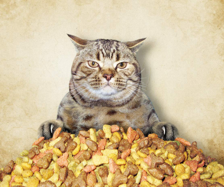 Kedi mi köpek mi… Hangisi daha çok seviliyor