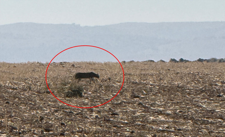 Bu kez Şırnakta görüntülendi Görüldüğü yerlerde vatandaşlar bilgilendirilmeli