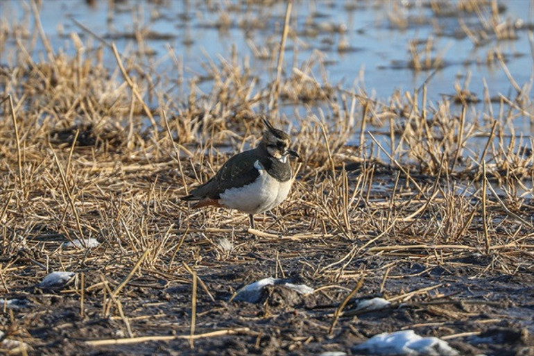 Iğdır’ın kuş cenneti: Dondurucu soğuklara rağmen 35 kuş türü yaşıyor