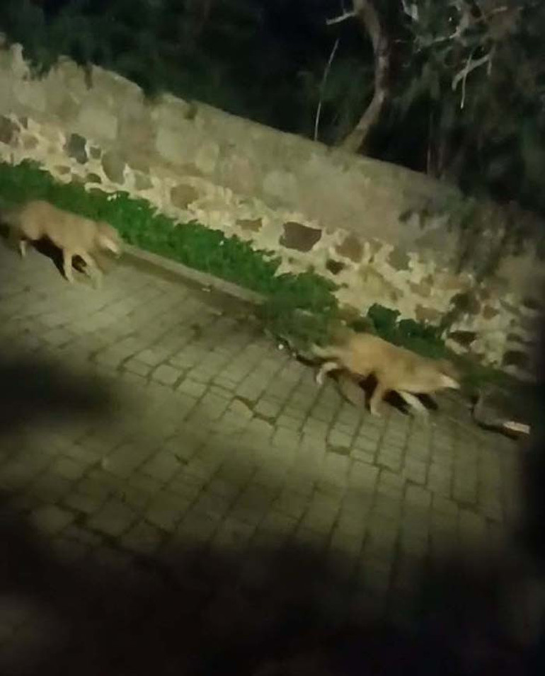  3 ilçede tedirginlik yarattı Çeşitli hastalıkların yayılması söz konusu