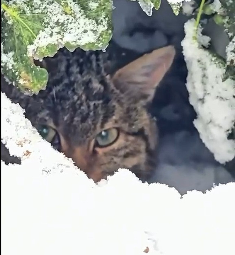 Boluda karla kaplı ormanda fotokapanla görüntülendi