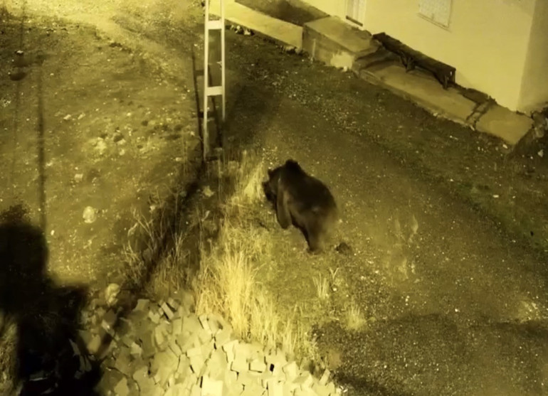  Çok riskli | Salgın çıkma ihtimali var mı