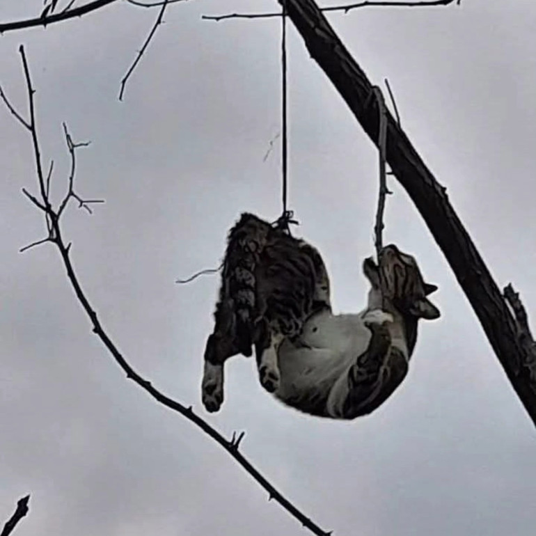 Samsunda vicdansızlığın fotoğrafı Hayvanseverlerden tepki yağdı