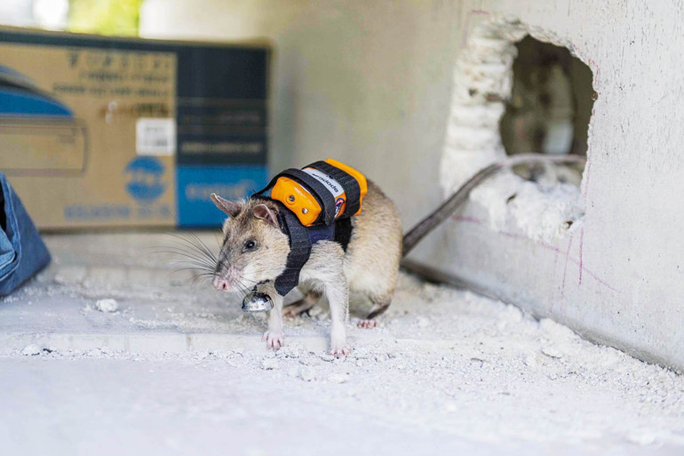 Adı konmamış genel savaş