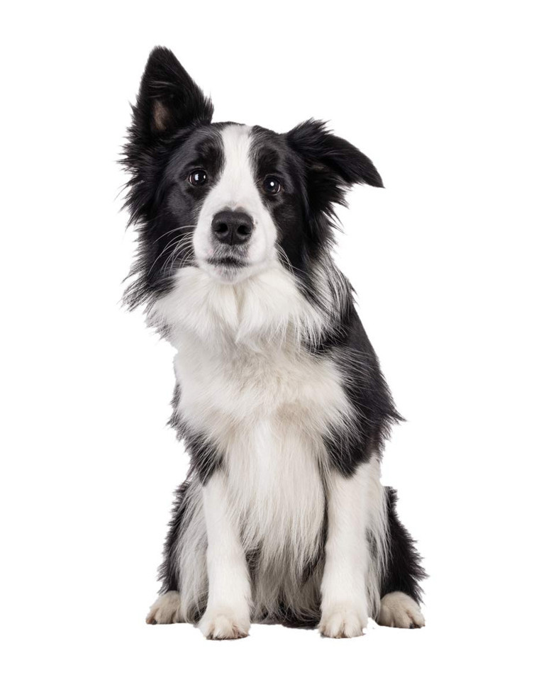 Kediniz size benzesin ister miydiniz