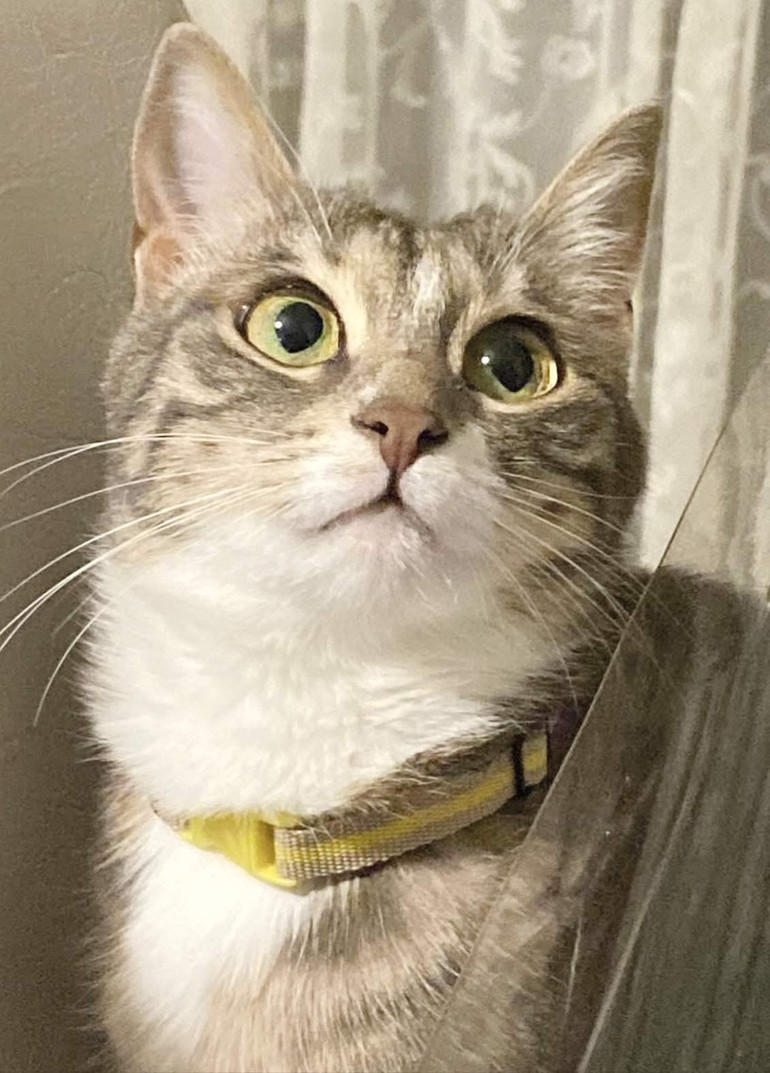 Kediniz size benzesin ister miydiniz